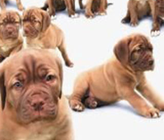 Puppy Food